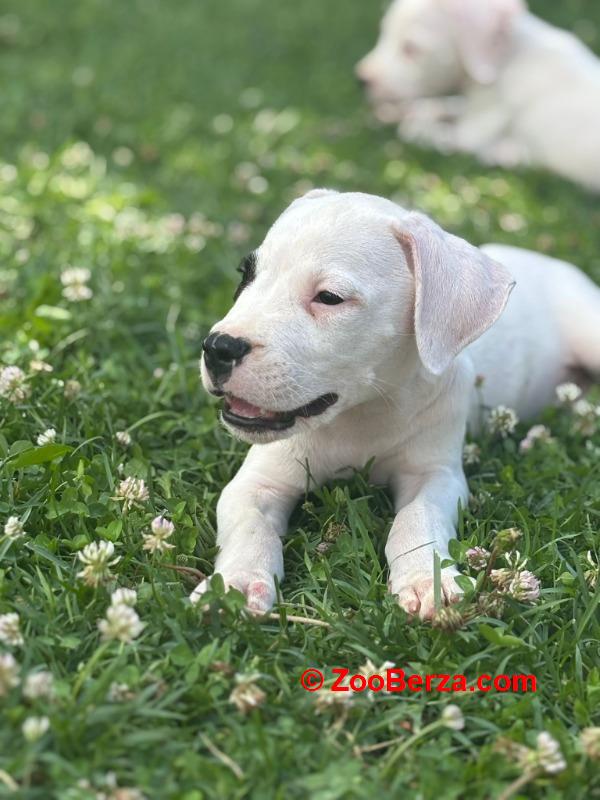 Dogo Argentino štenci