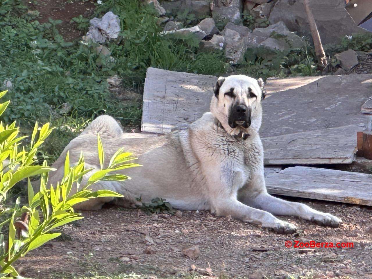 Turski kangal štenci