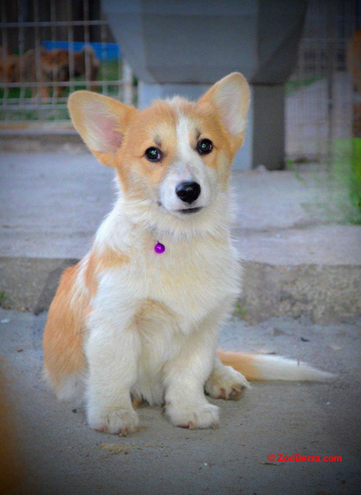 Welsh Corgi Pembroke štenci