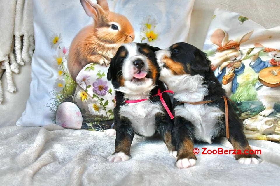 Bernski planinski pas 