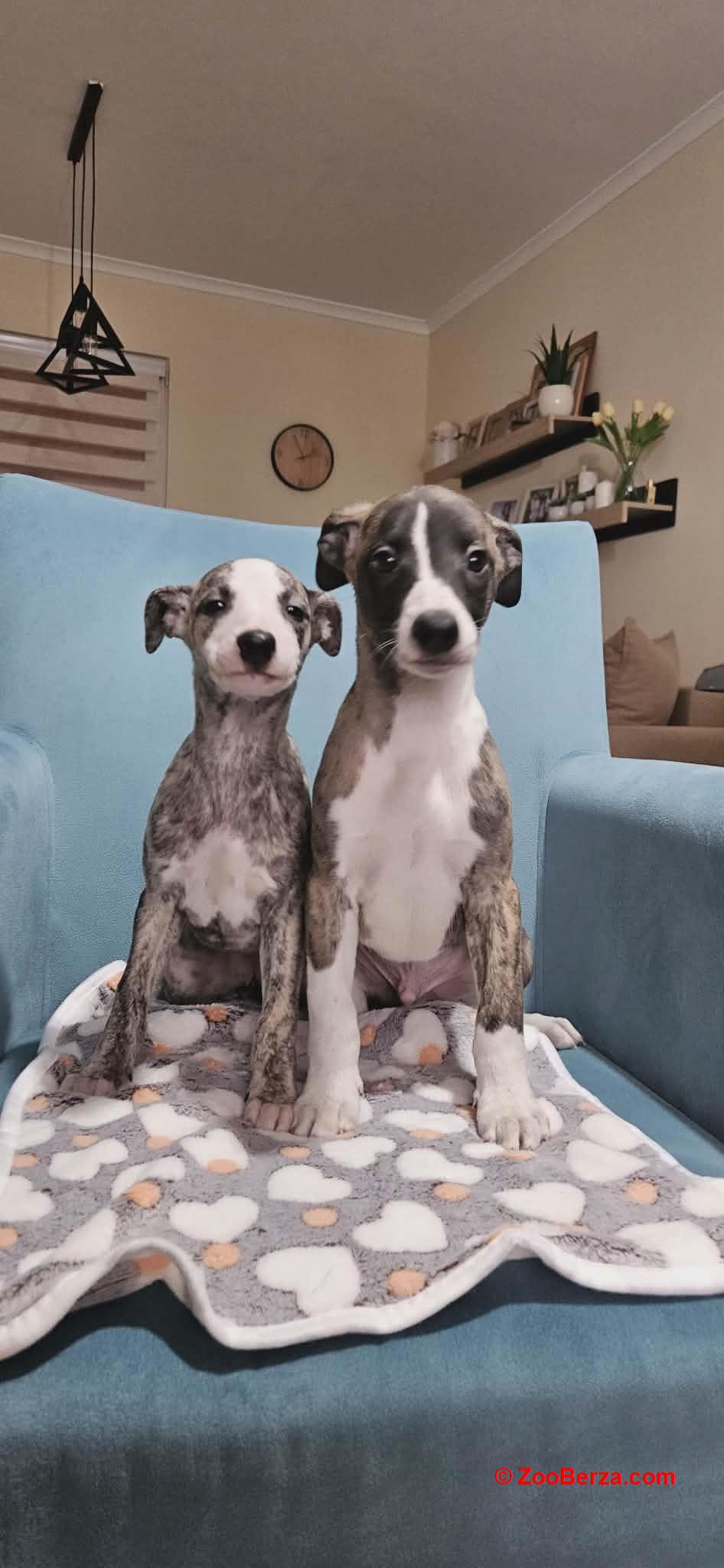 Persijski hrt saluki štenci 