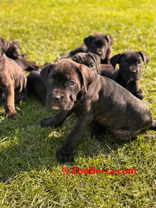 Cane Corso štenci