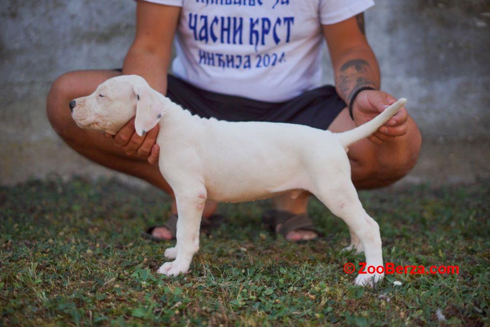 Dogo Argentino štenci