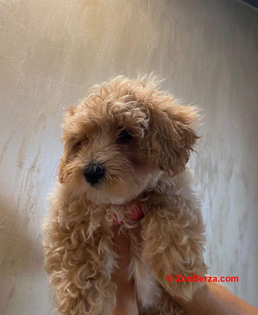 Maltipoo prelepi štenci