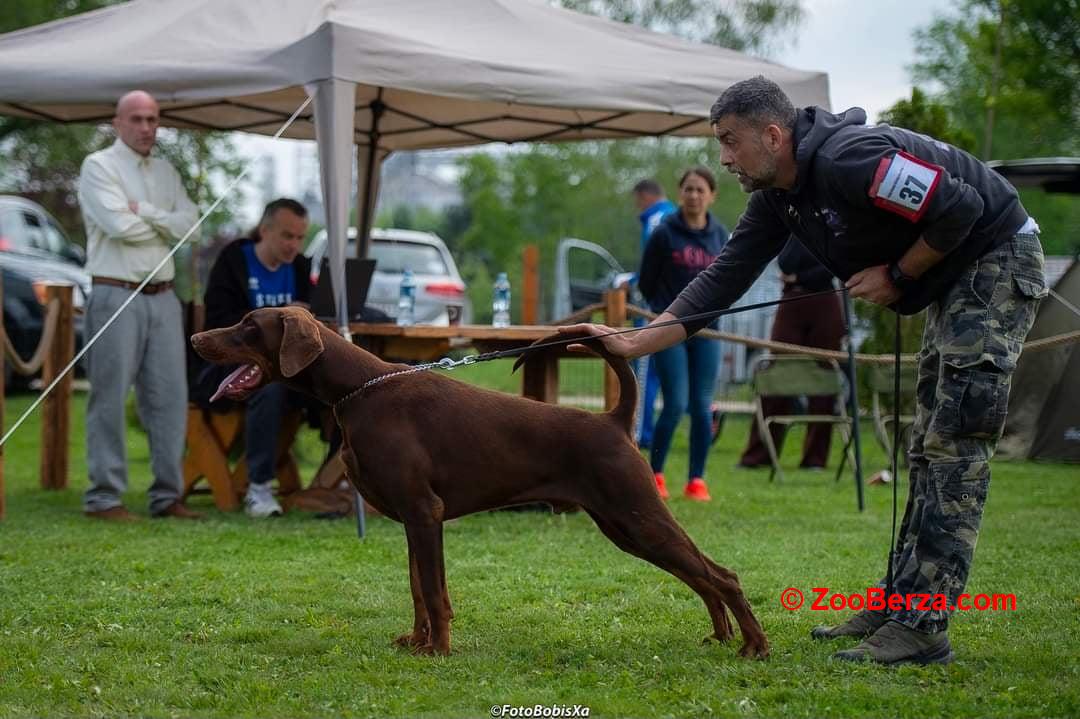 Doberman spreman za parenje 