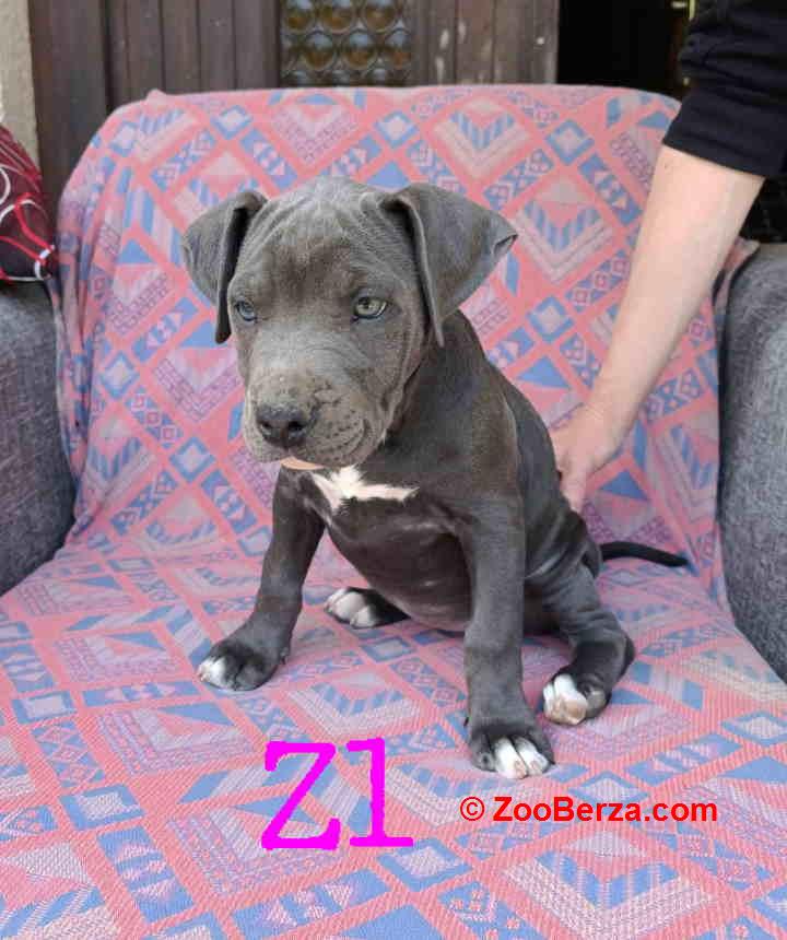 Pitbul Blue Nose stenci 