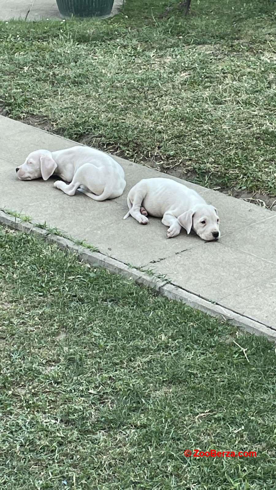 Dogo argentino prelepi štenci