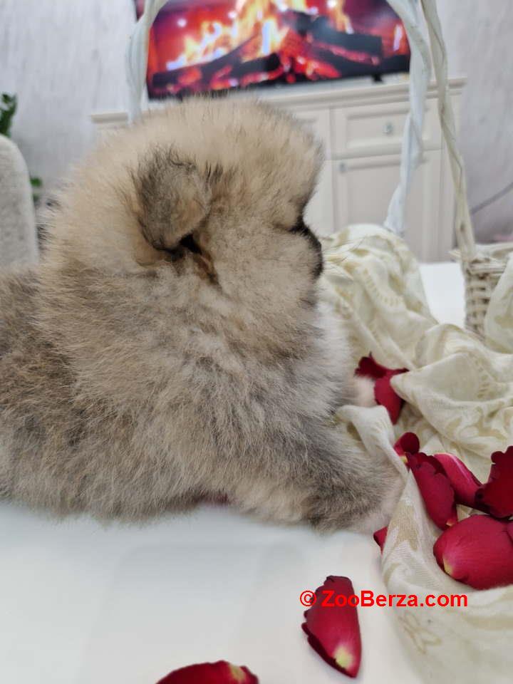 Pomeranci boo pravi medvedici 