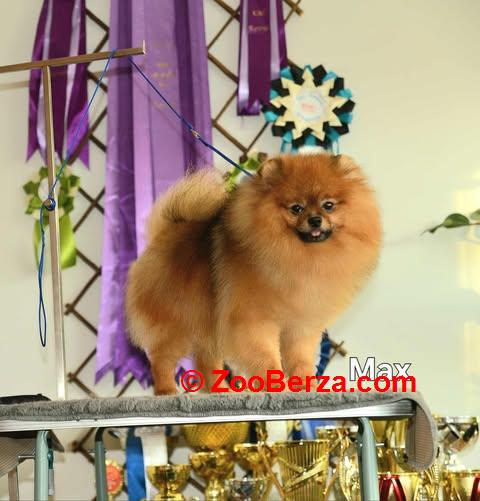 Patuljasti nemački špic – pomeranac, štenci