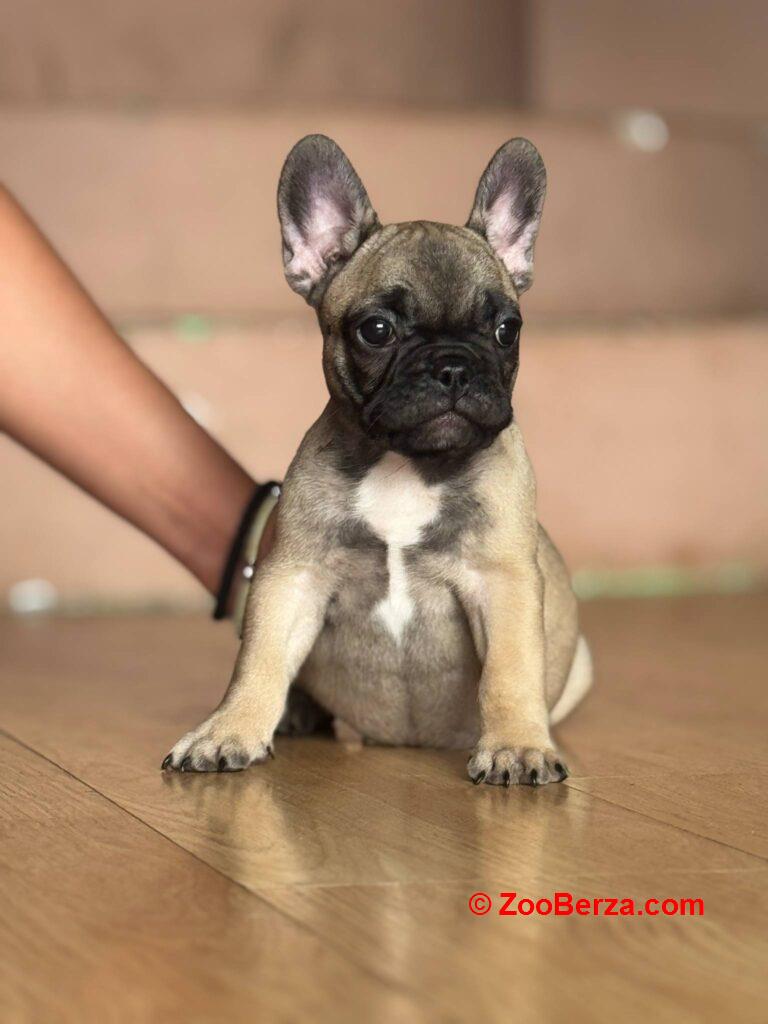 Francuski Buldog VRHUNSKI stenci