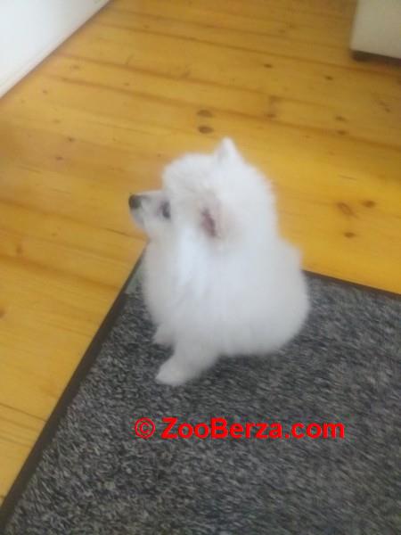 Pomeranski mini špic