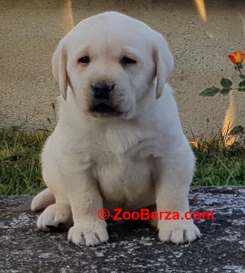 Stenci LABRADOR retrivera 