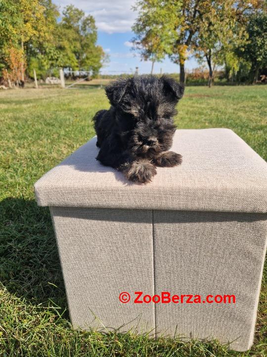 Musko stene patuljastnog snaucera