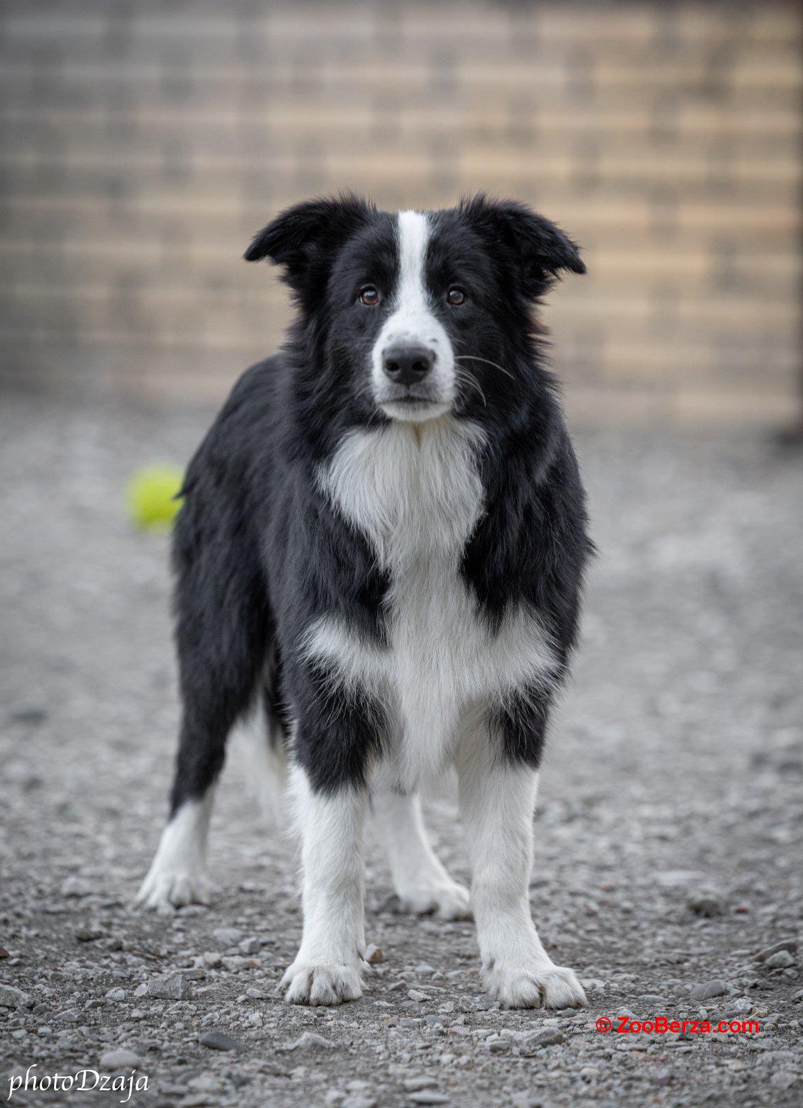 Border Collie štenci