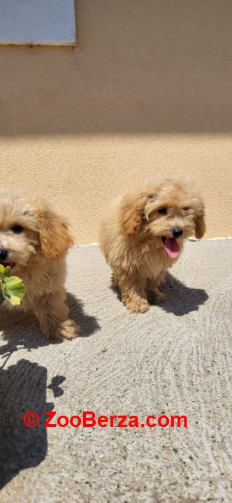 Maltipoo-Bipooo 