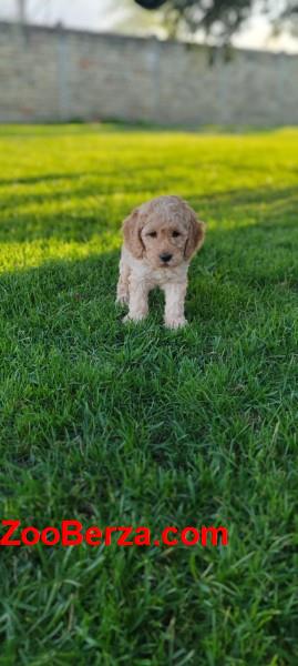 Patuljasta pudla stenci