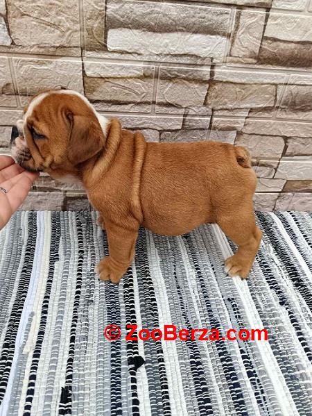 Engleski bulldog