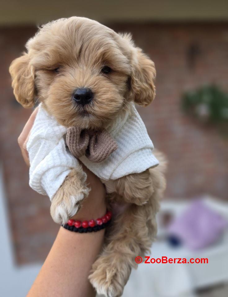 Maltipoo bebe 