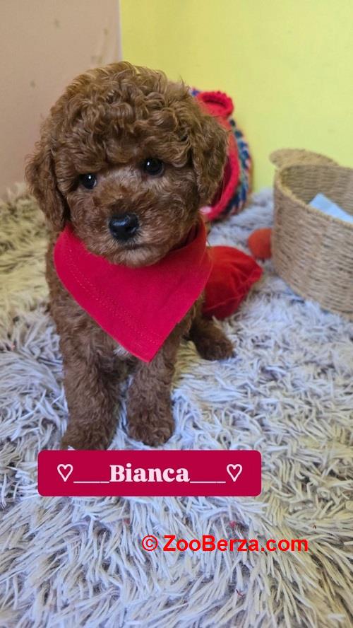 Preslatki štenci CRVENE TOY PUDLE