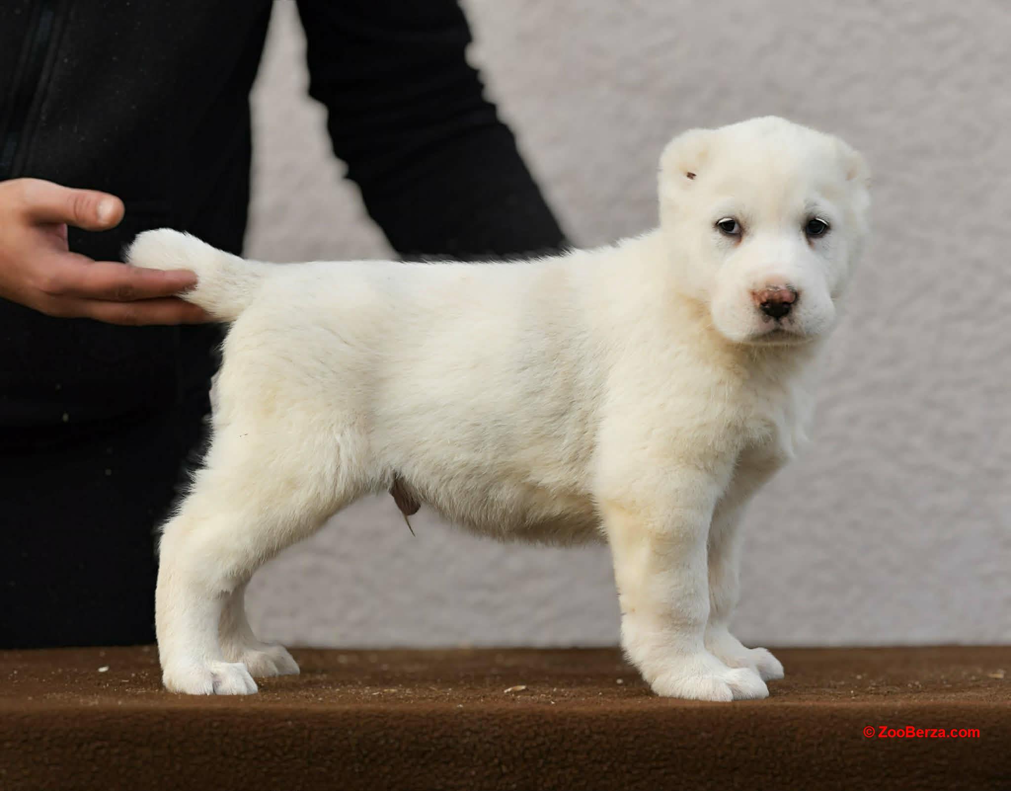 Srednjeazijski ovčar VRHUNSKI štenci