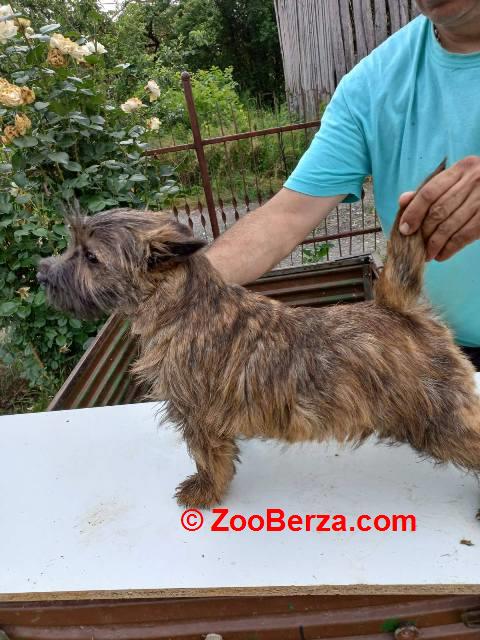 Kern terijer štenci