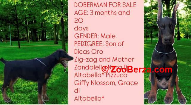 Doberman štenci