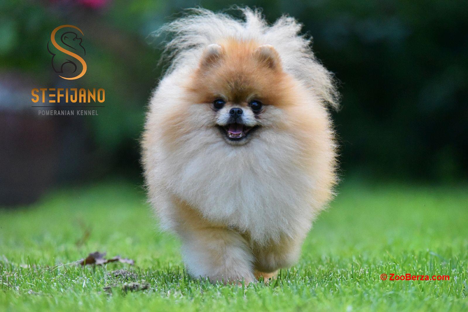 Pomeranac Boo štenci