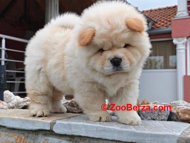 Krem Chow Chow štenci