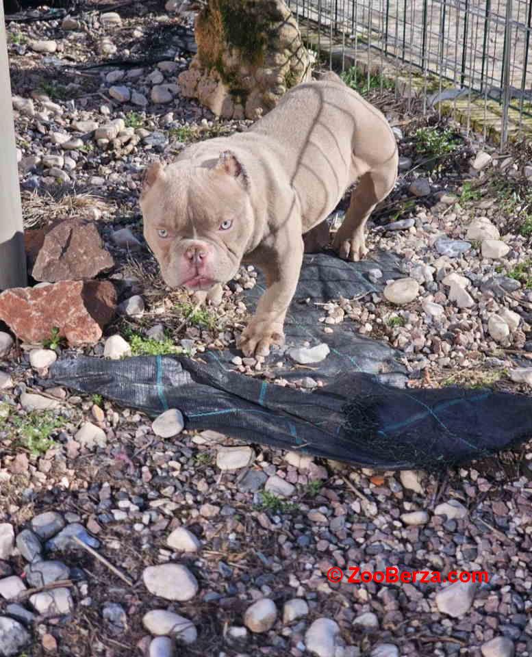 Zenka amercan bully poket u egzotic boji, 