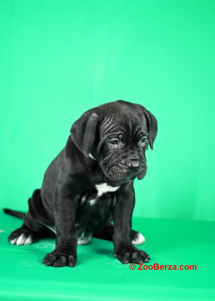 Cane Corso prelepi stenci