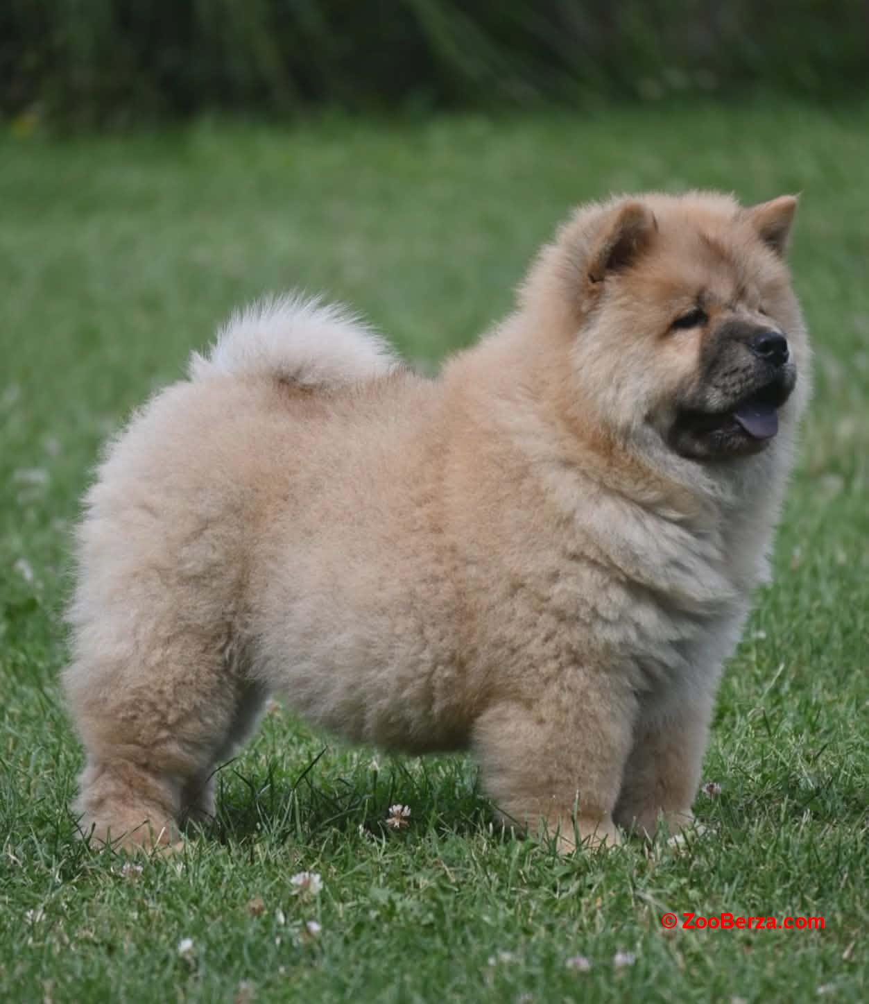 Chow Chow Cau Cau Čau Čau