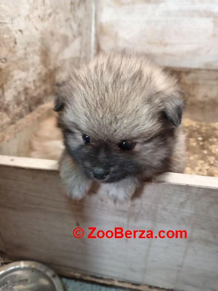 Štenci pomeranskog špica 