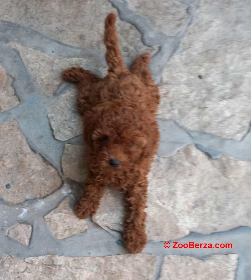 Crvena toy pudlica, žensko štene – staro 2,5 meseci 