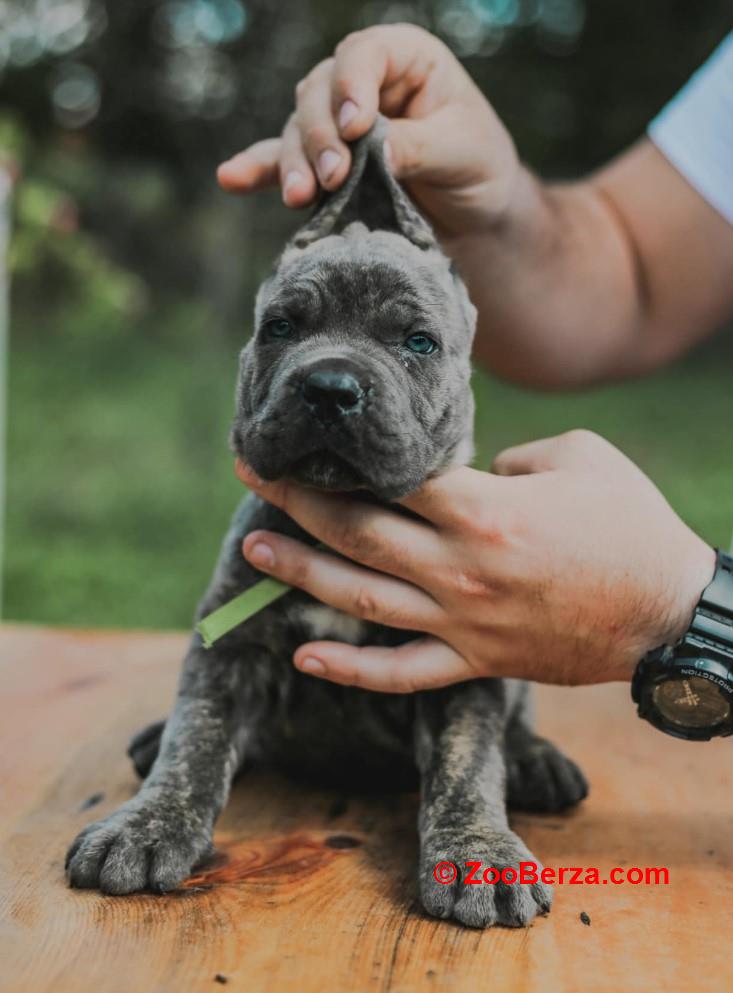 Cane Corso Kane Korso prelepi štenci