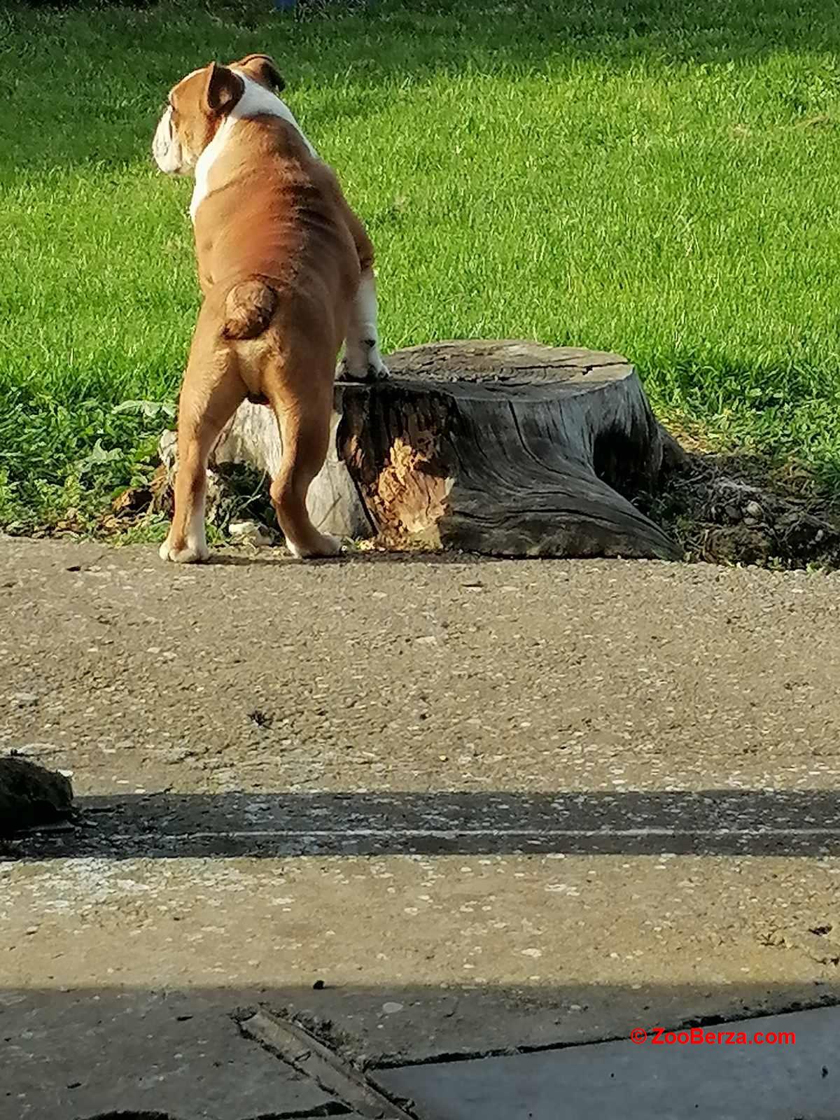 Engleski buldog