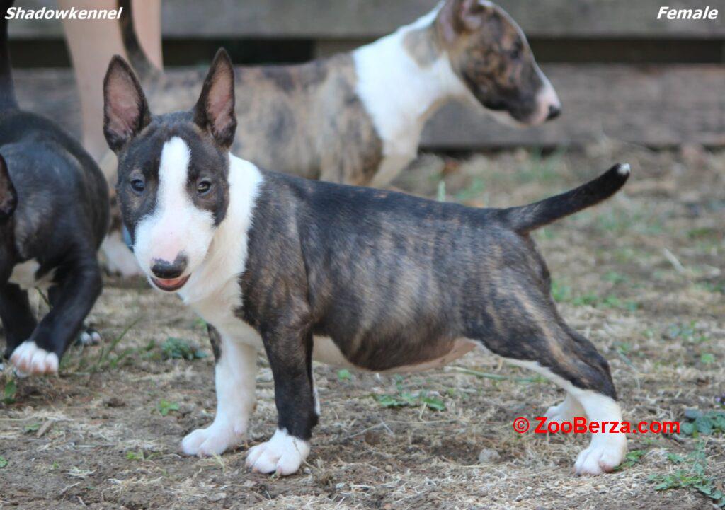 Mini Bull Terijer prelepi štenci