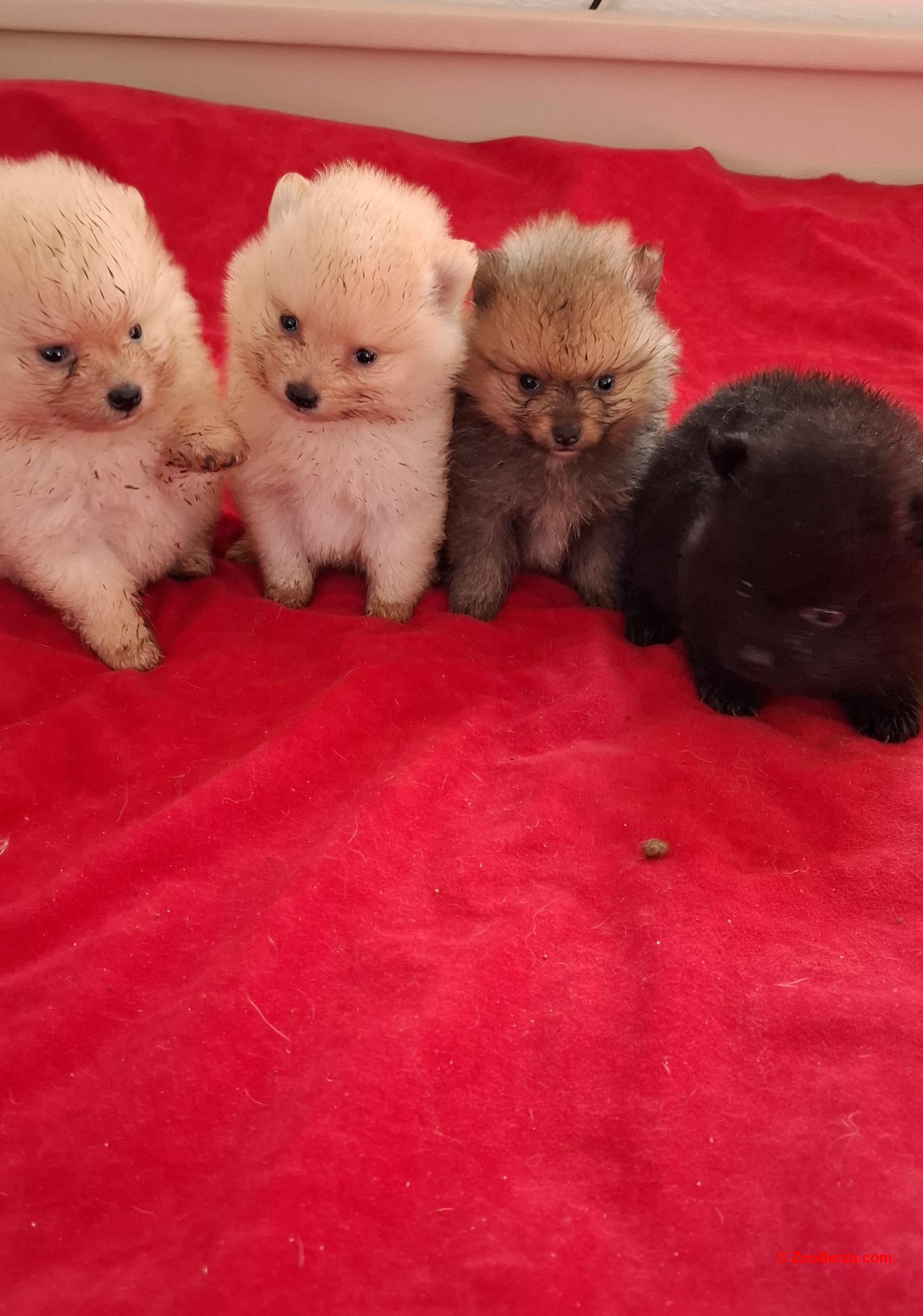 Pomeranski spic stenci prelepe bebe