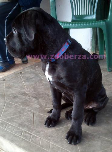 Cane Corso 5 meseci