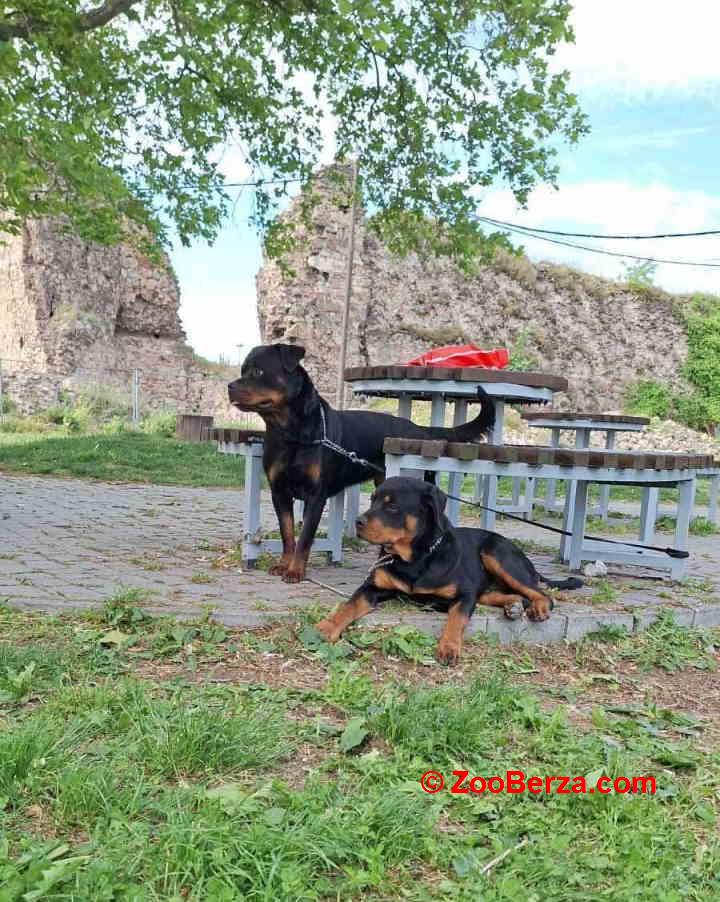 Rotvajler žensko štene   