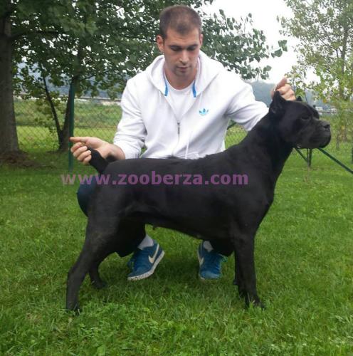 Cane Corso stenci