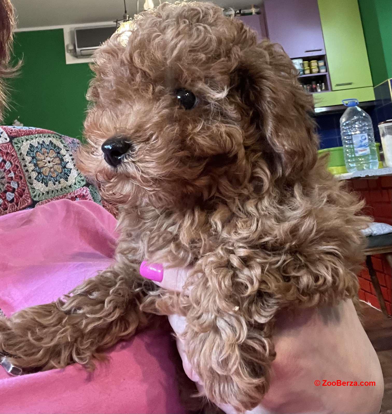 Toy Pudle na prodaju