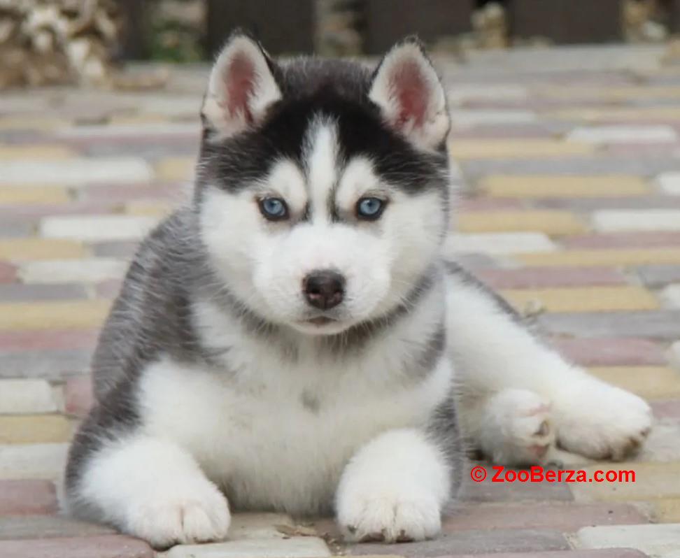 Samojed i Sibirski Haski štenci