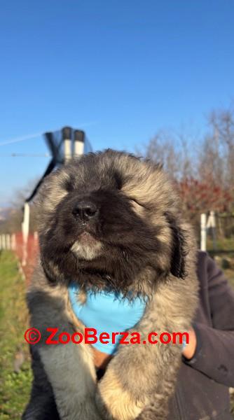 Kavkaski ovcar stenci