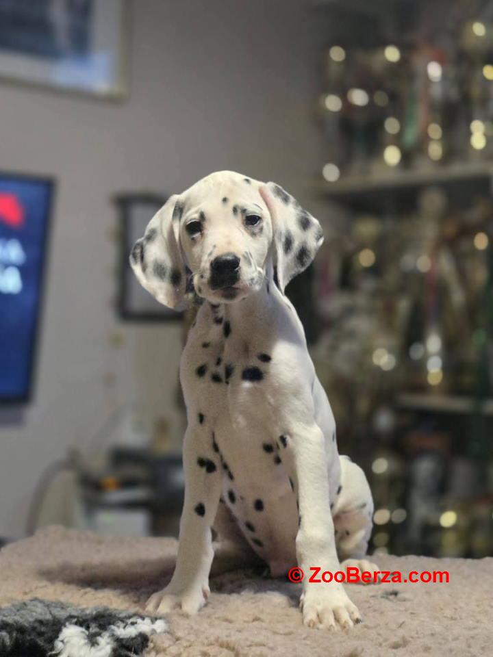 Dalmatinski pas, vrhunski štenci 