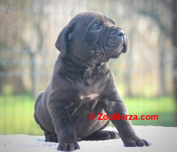 Cane Corso štenci