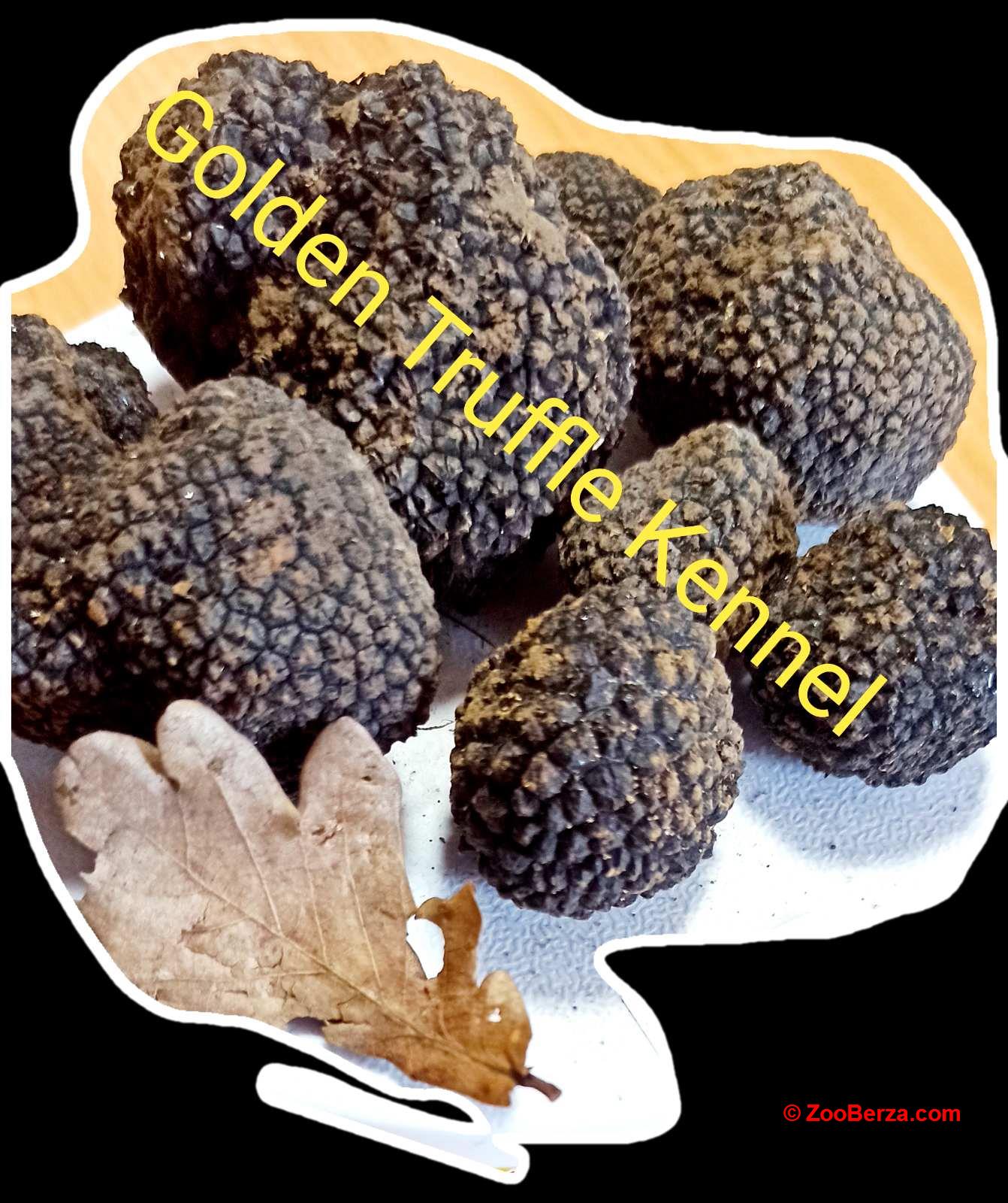 Psi za trazenje tartufa -Tartufari