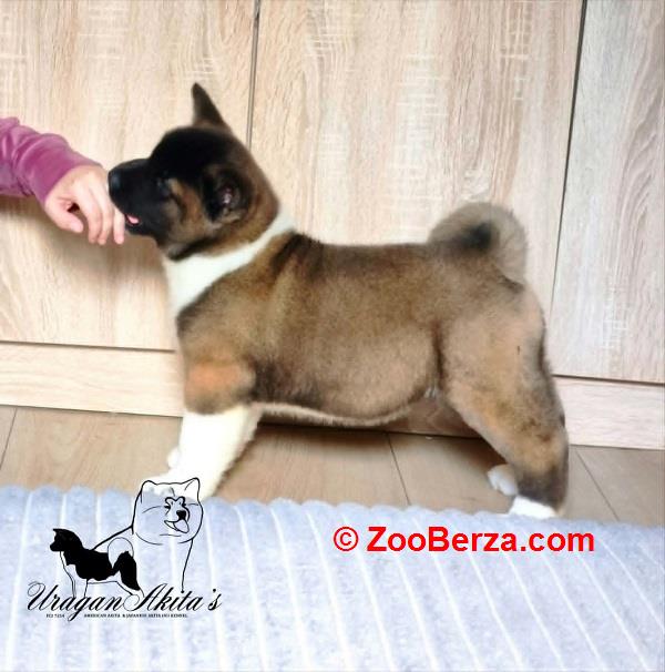 Američka akita, štenad 