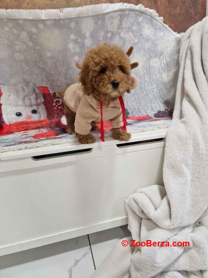 Crvene toy pudle spremne za preuzimanje 