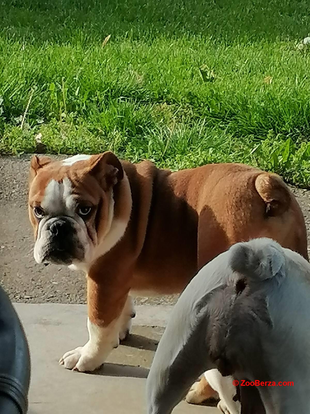 Engleski buldog