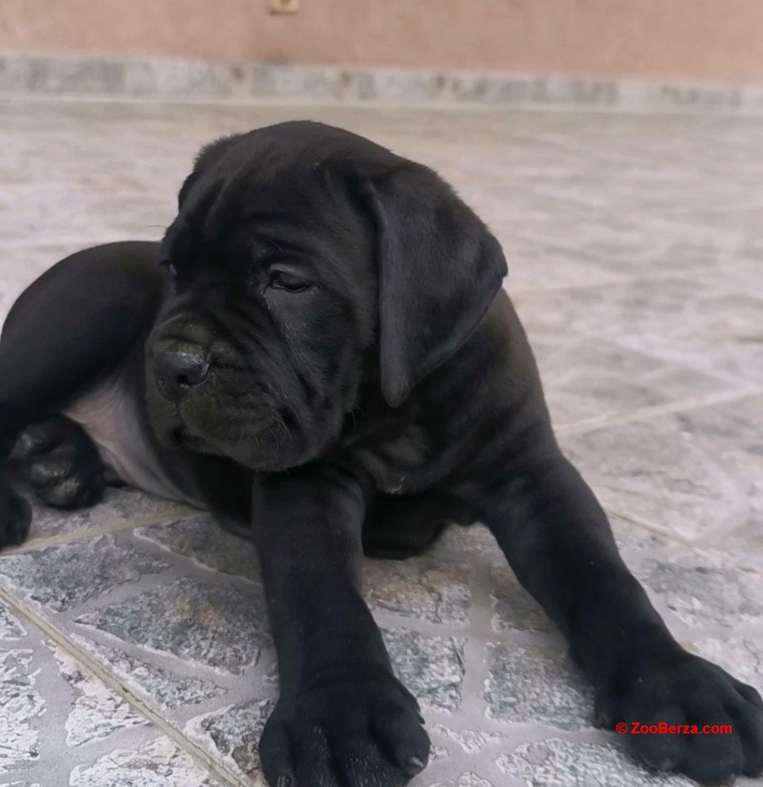 Cane Corso Kane Korso NOVO LEGLO